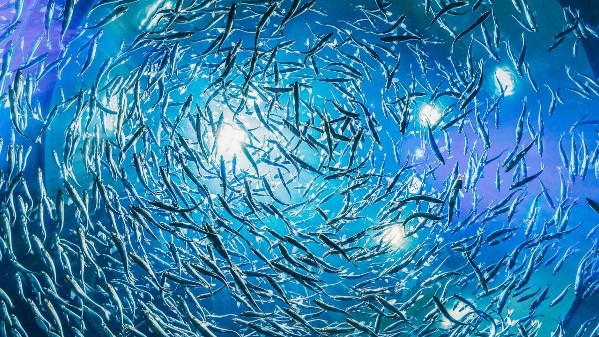 Mesmerizing view of swirling fish school showcasing vivid marine life underwater.