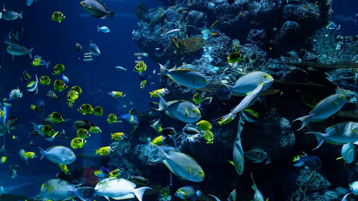 Capture the vibrant marine life of a tropical aquarium with diverse fish species swimming amidst colorful corals.