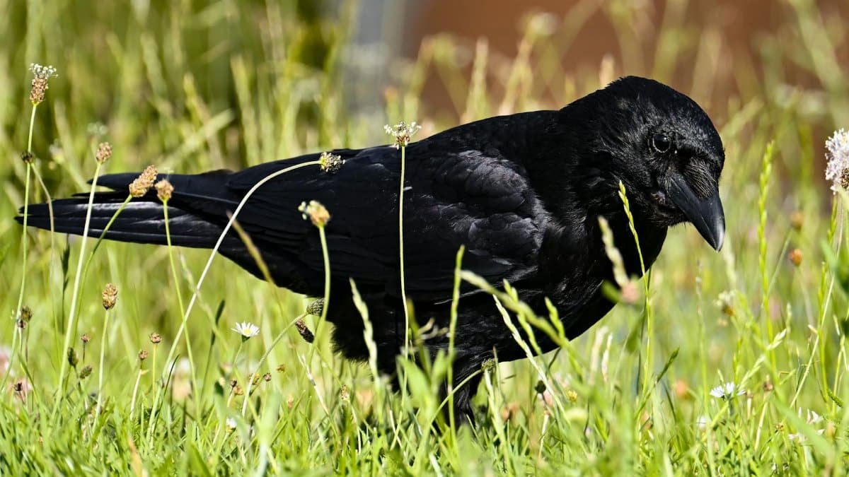 A striking black crow stands amidst vibrant green grass and wildflowers, showcasing nature's beauty.