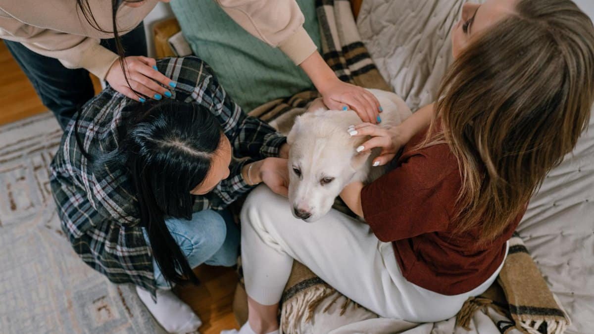Three women comforting a dog indoors, symbolizing friendship and support.