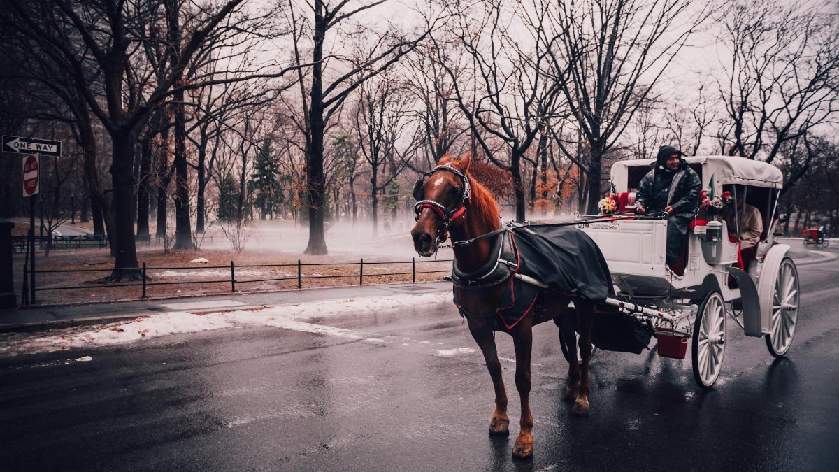 Horse-drawn carriage in snowy Central Park, NYC, capturing a serene winter vibe.