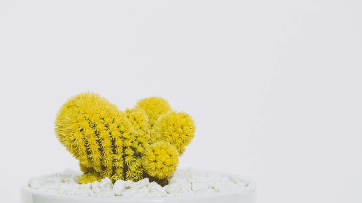 Bright yellow cactus with sharp spikes in a white pot, isolated on a white background.