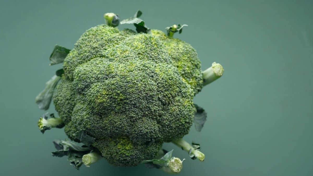 Close-up of fresh organic broccoli with a green background, capturing the vibrant texture and color.