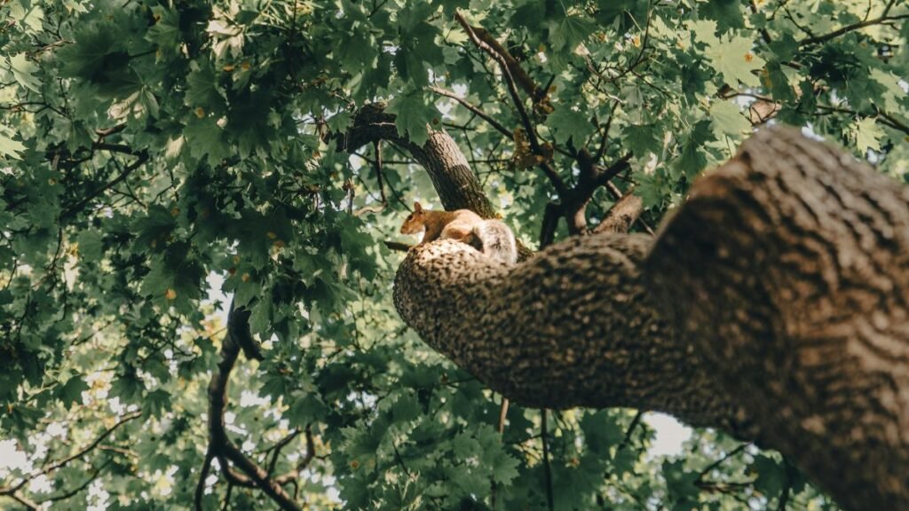 A squirrel lounging on a tree branch amidst lush green foliage in New York.