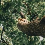 A squirrel lounging on a tree branch amidst lush green foliage in New York.