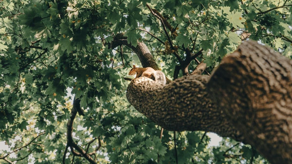 A squirrel lounging on a tree branch amidst lush green foliage in New York.