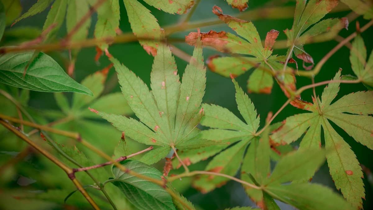 Close-up of Japanese maple leaves changing colors in early fall.