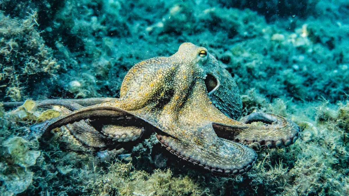 Close-up of an octopus in its natural underwater habitat displaying intricate textures and colors.