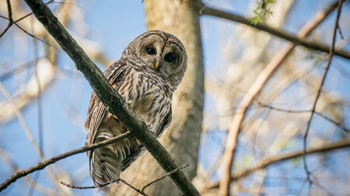 A barred owl perched gracefully on a tree branch with a clear blue sky in the background.