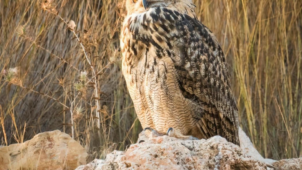 Majestic Eurasian Eagle Owl perched on a rock during dawn, showcasing its vibrant plumage and alert posture.