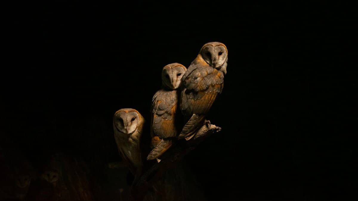 A trio of barn owls (Tyto alba) perched in darkness, showcasing nocturnal wildlife.