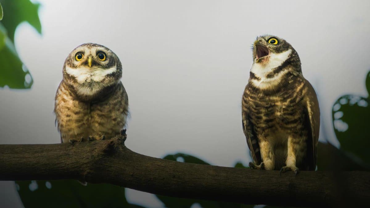 Two owls perched on a branch, one wide-eyed and the other vocalizing, amidst green foliage.