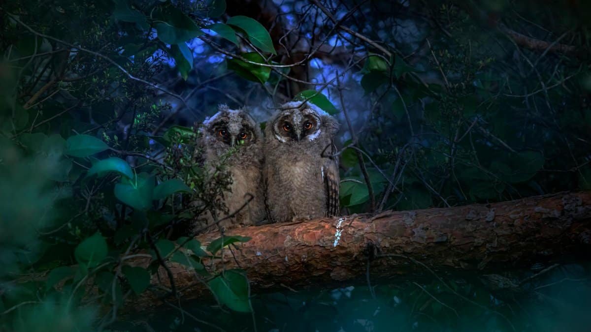 Two owls perched on a branch in a lush forest at night in Estonia.