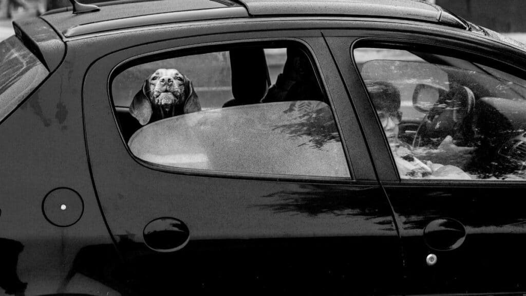 Black and white photo of a dog looking out a car window in Buenos Aires.