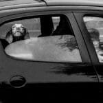Black and white photo of a dog looking out a car window in Buenos Aires.