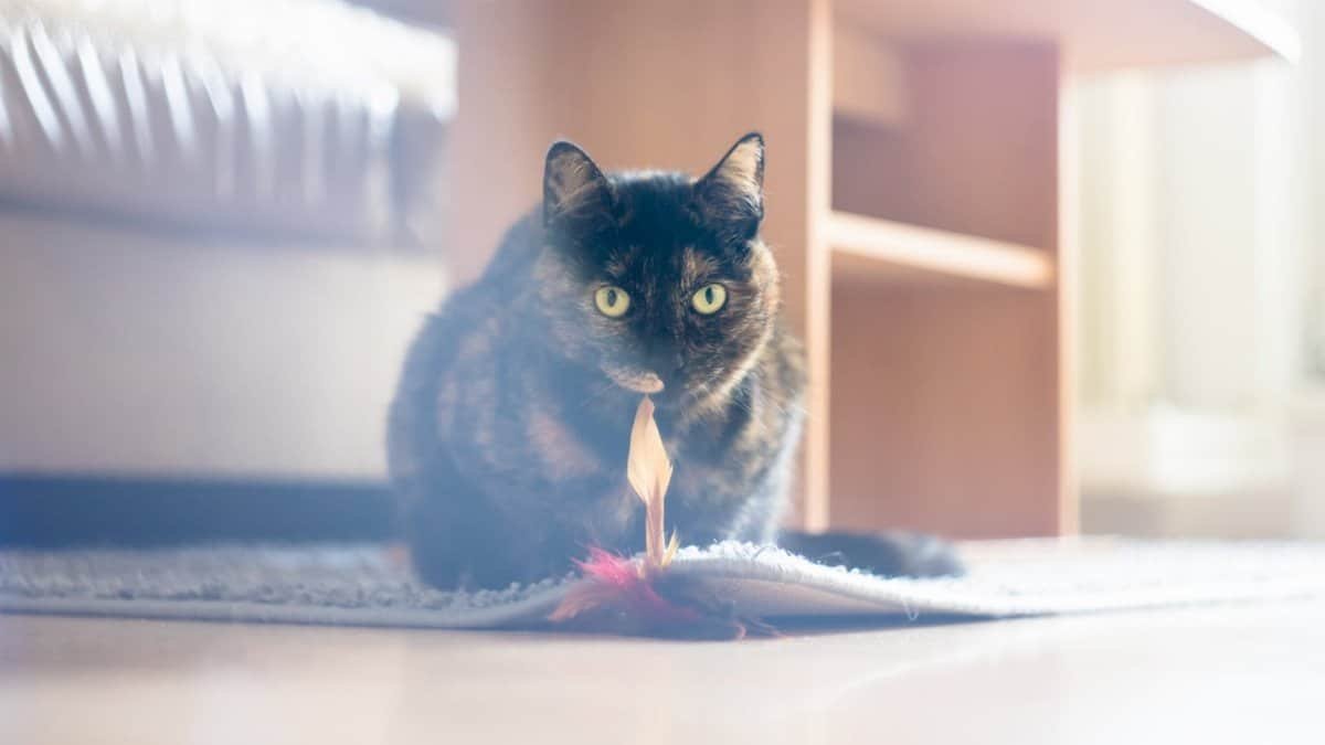 Charming tortoiseshell cat playing with a toy indoors, capturing the playful essence of domestic life.