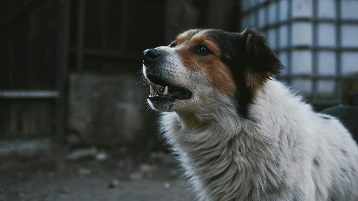 Side profile of a mixed-breed dog in an outdoor setting, showcasing alertness.