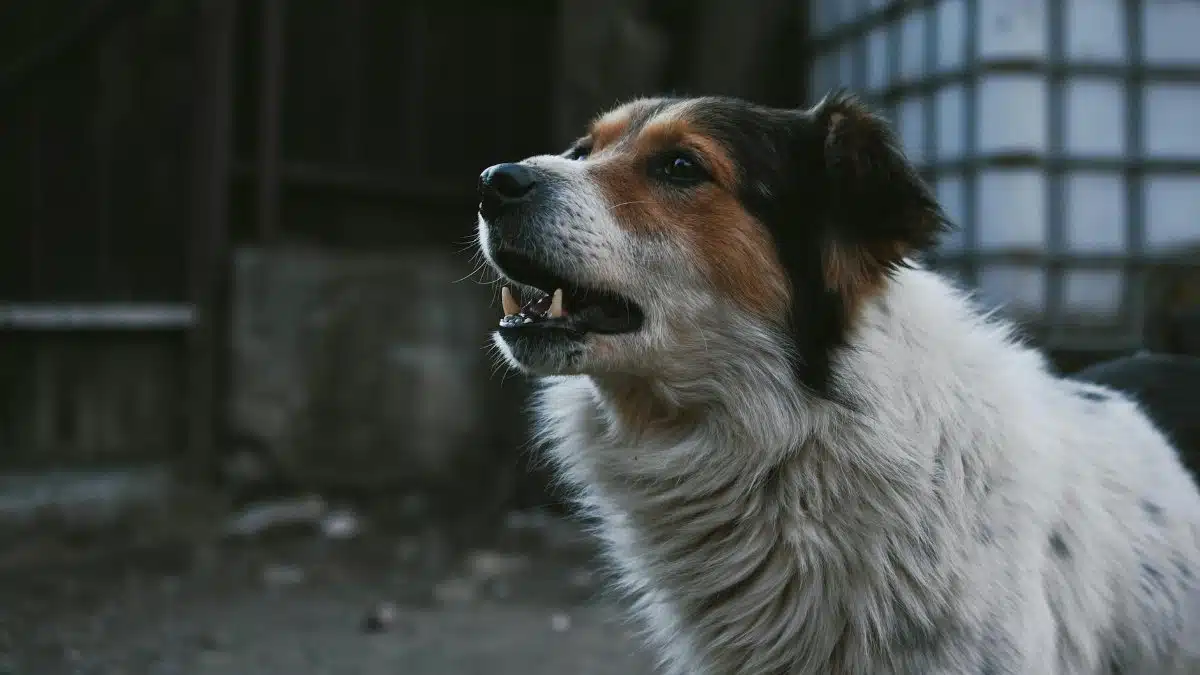 Side profile of a mixed-breed dog in an outdoor setting, showcasing alertness.