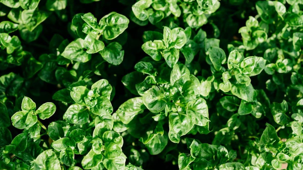 Vibrant and fresh spinach leaves, lush and full of life, perfect for healthy living themes.