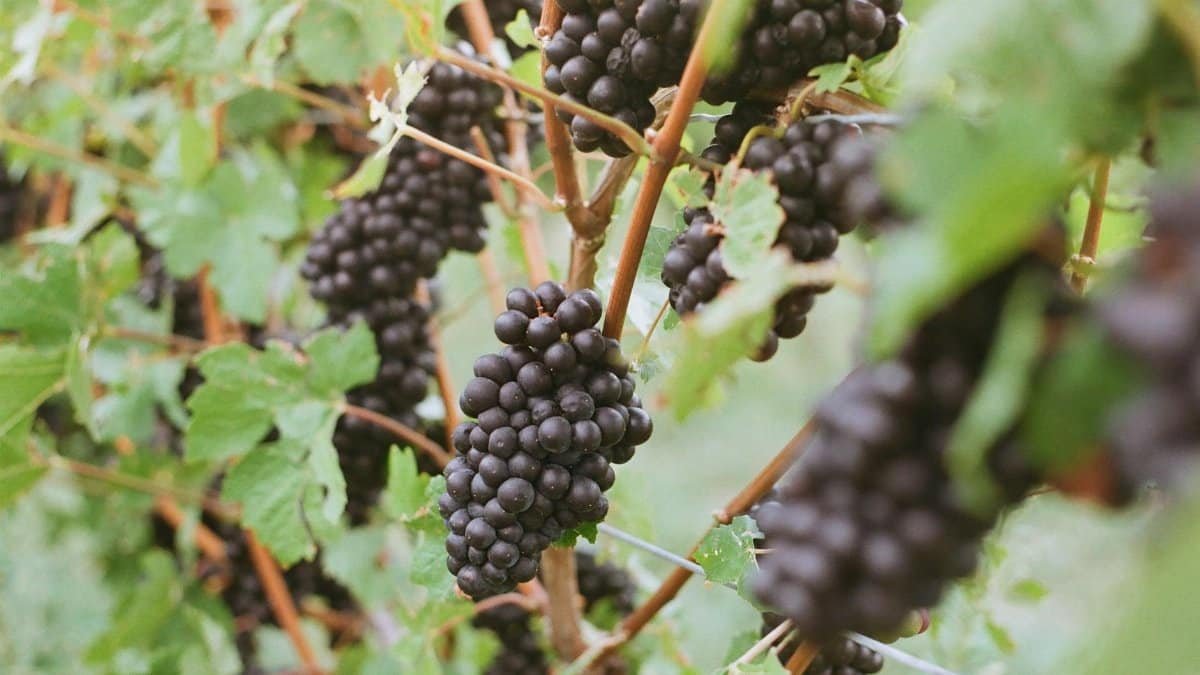 Close-up of black grapes on a vine in a vineyard, showcasing ripe fruit among lush green leaves.