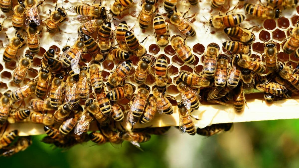Detailed close-up of honey bees in action on a vivid honeycomb, showcasing nature's beauty.