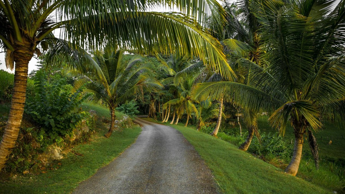 Captivating view of an unpaved road flanked by tropical palm trees in Jamaica, perfect for travel themes.