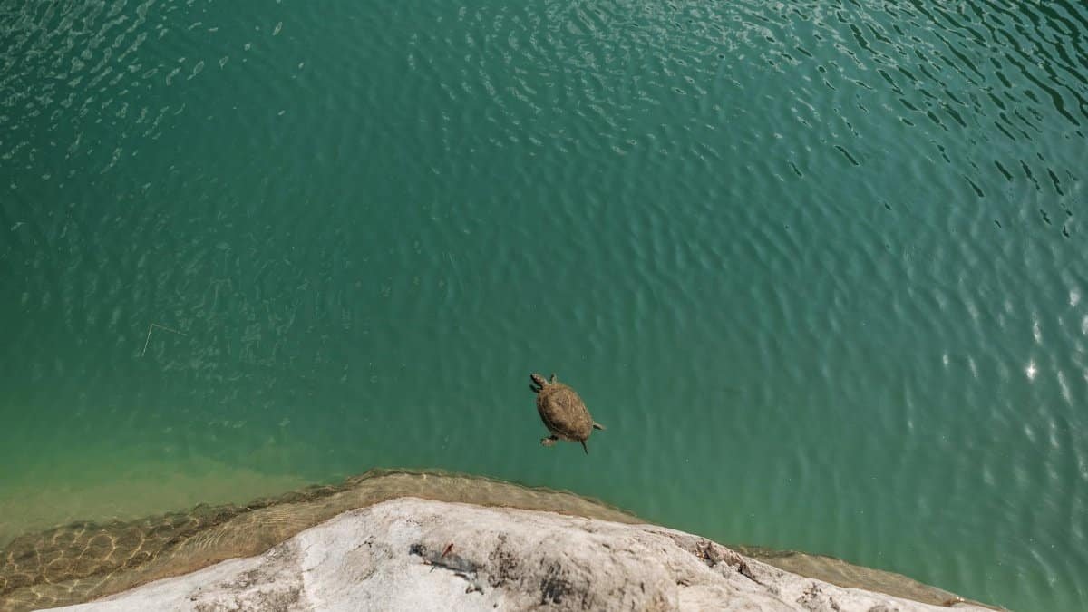 A turtle rests on a rocky edge beside a tranquil turquoise river under clear daylight.