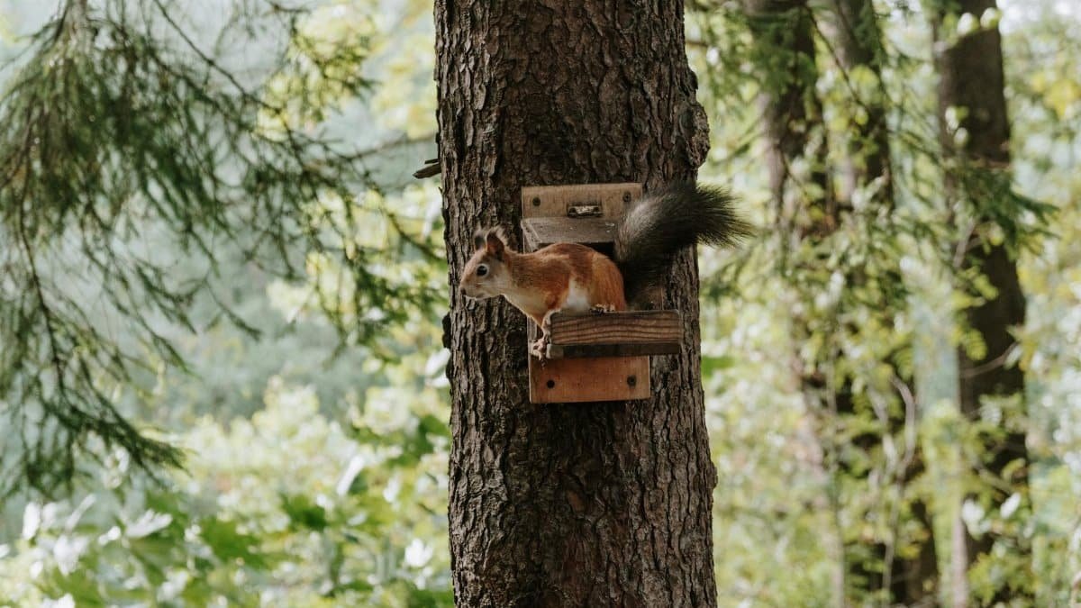 A squirrel perched on a tree with lush greenery in the background, ideal for wildlife photography.