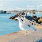 A seagull spreads its wings along a picturesque seashore with people relaxing in the distance.
