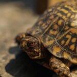 Detailed close-up of an Eastern Box Turtle (Terrapene carolina) basking on a sunlit rock surface.