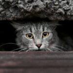 A tabby cat with striking yellow eyes peeks from a dark recess, creating a mysterious and engaging image.