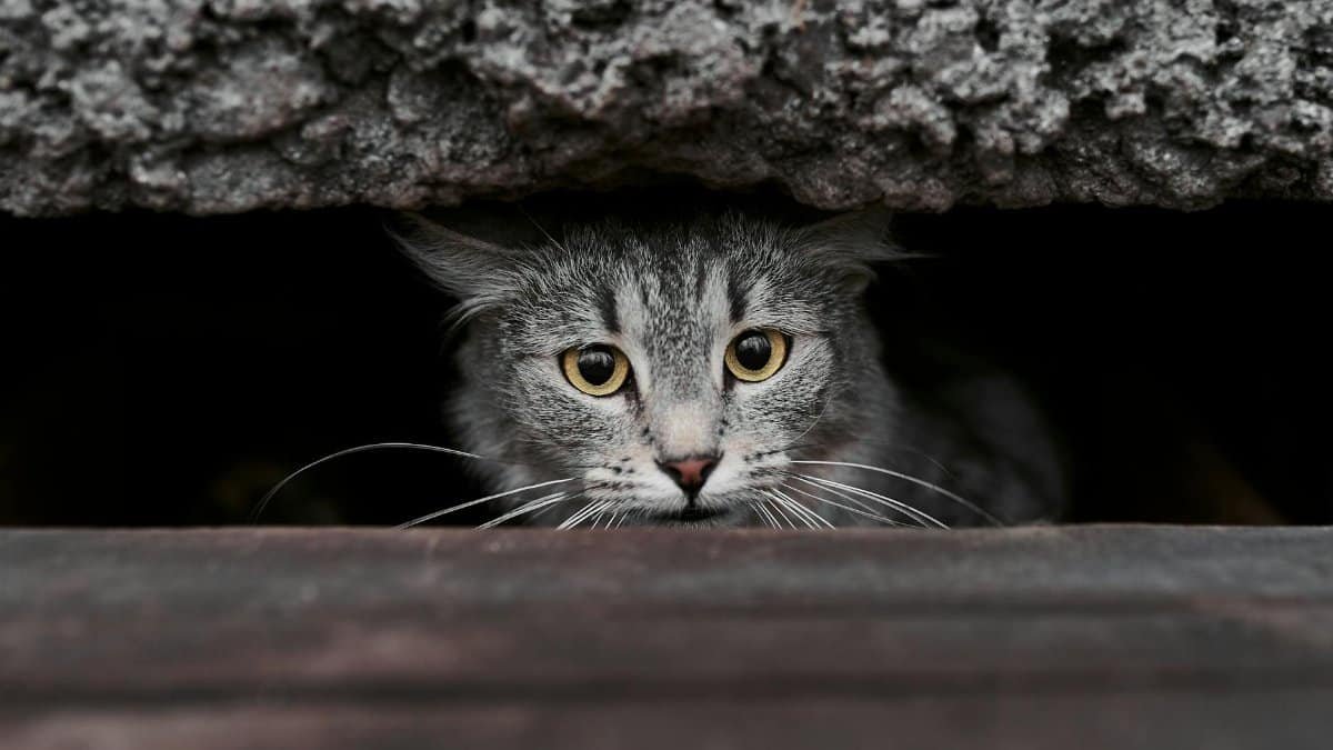 A tabby cat with striking yellow eyes peeks from a dark recess, creating a mysterious and engaging image.