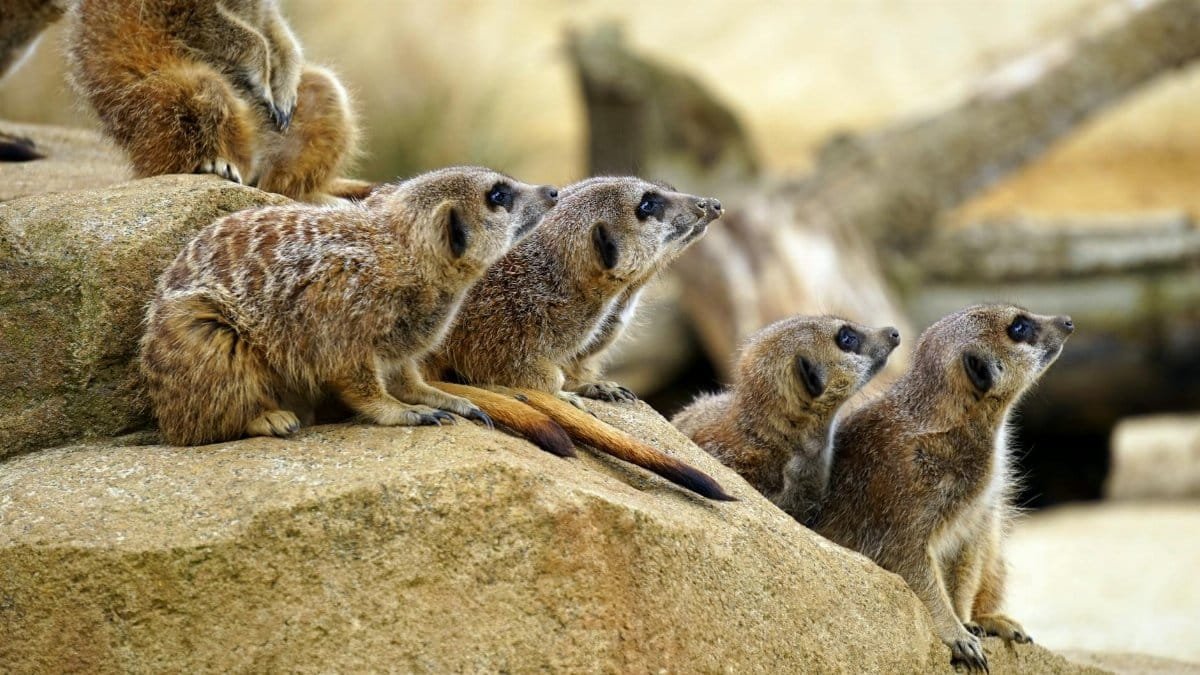 A group of meerkats sitting on rocks in a zoo habitat, looking alert and curious.