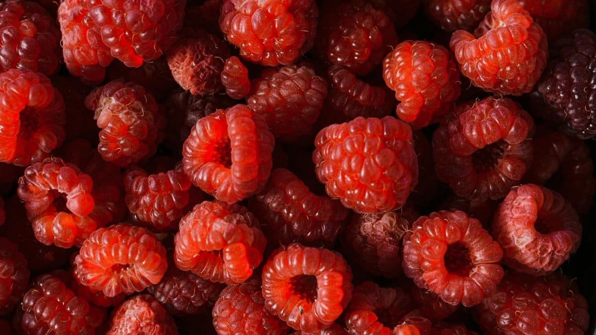 A close-up view of fresh, juicy raspberries showcasing their vibrant color and texture.