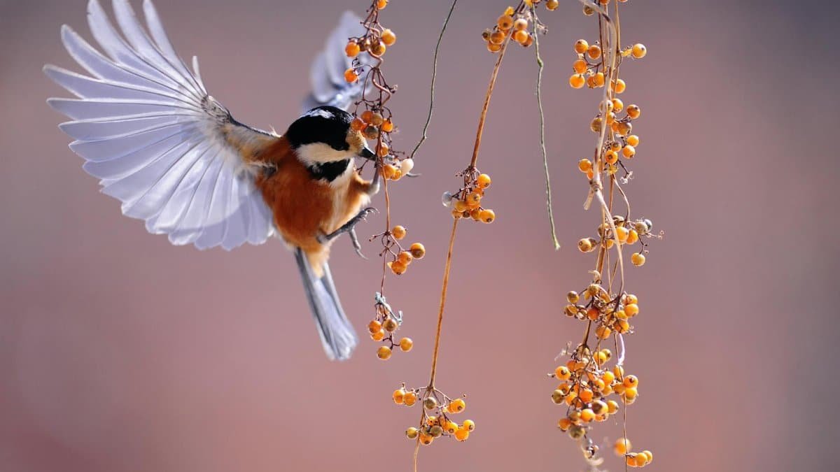 A sparrow mid-flight interacting with orange berries. Captured in a natural outdoor setting.