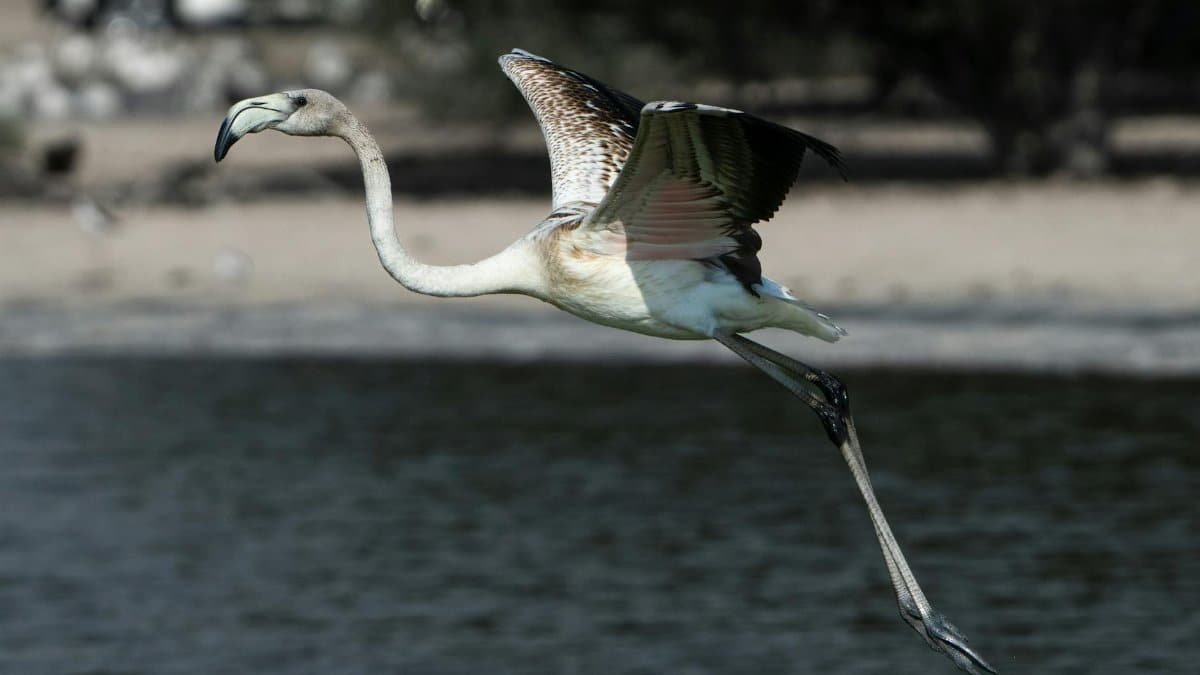 A flamingo effortlessly glides over tranquil water in a serene natural setting.
