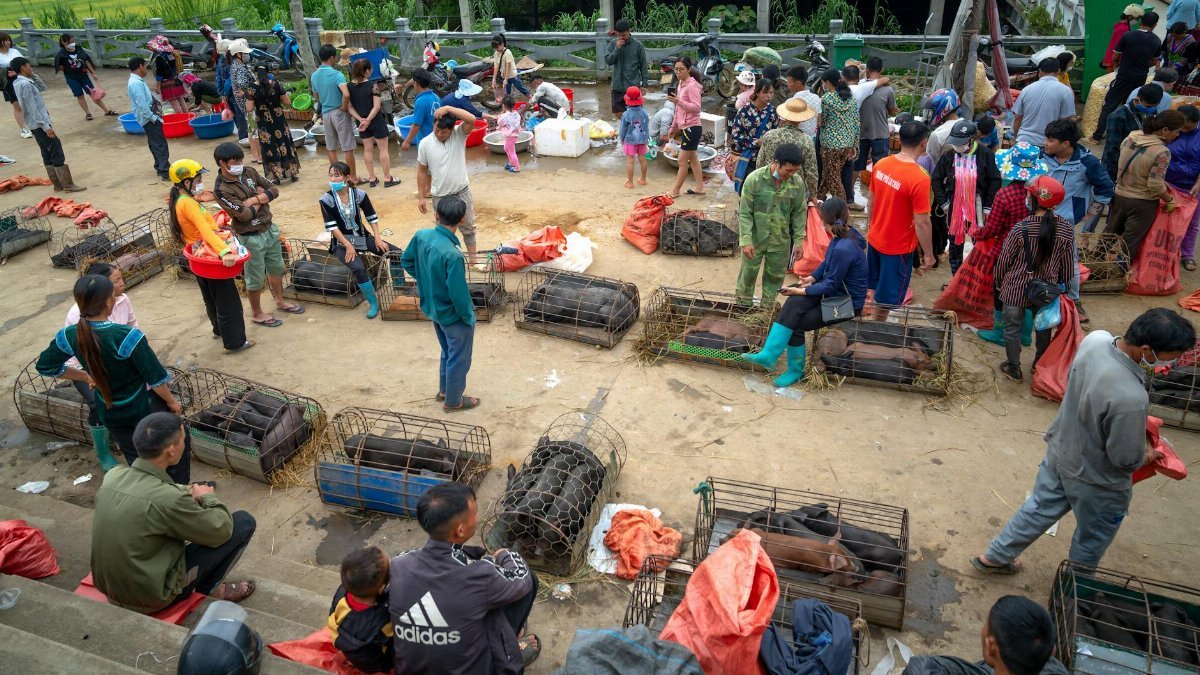 Vibrant outdoor market bustling with people engaging in livestock trade.