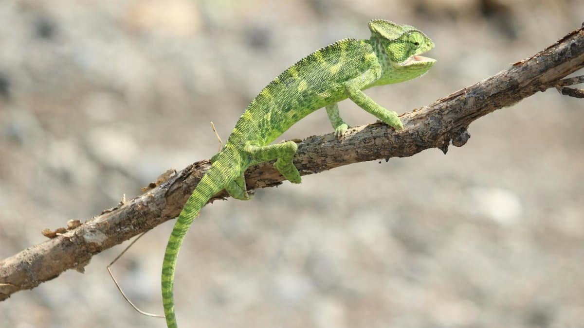 Close-up of a green chameleon on a tree branch displaying camouflage.