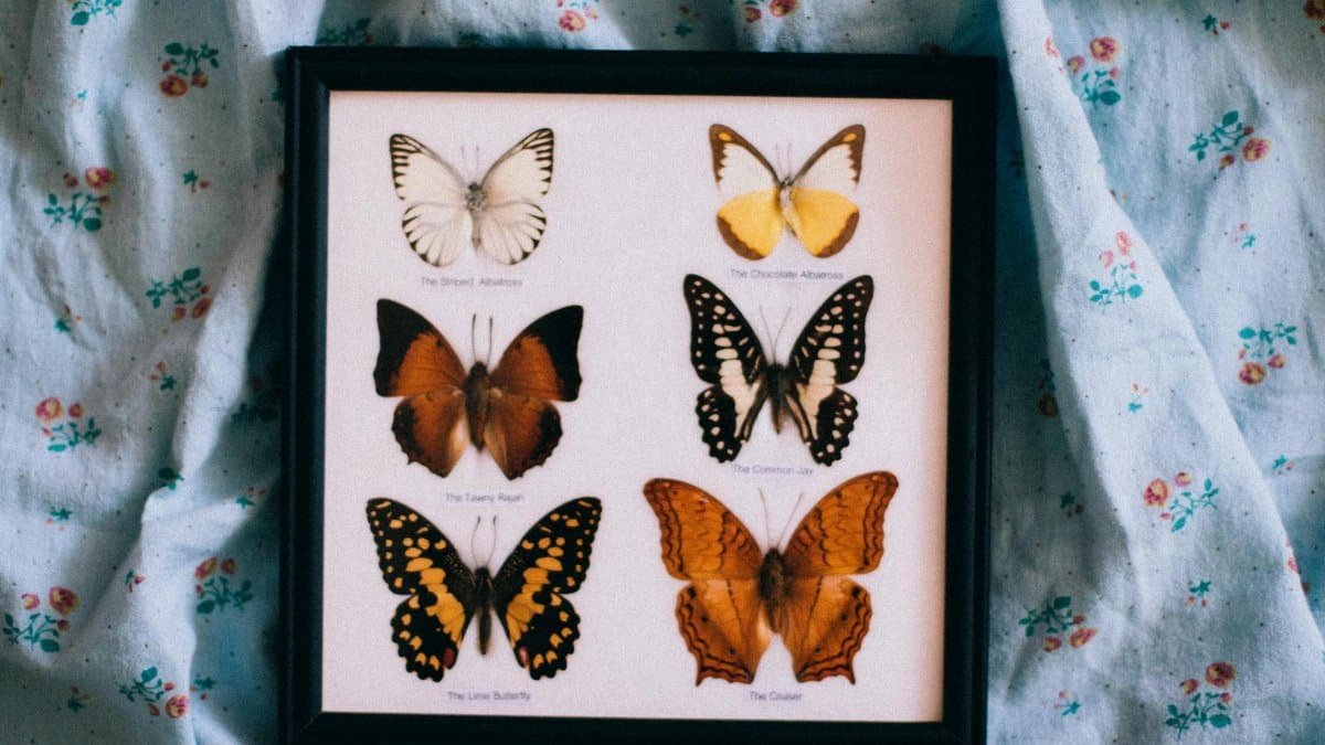 A framed display of assorted preserved butterflies on a floral cloth background.