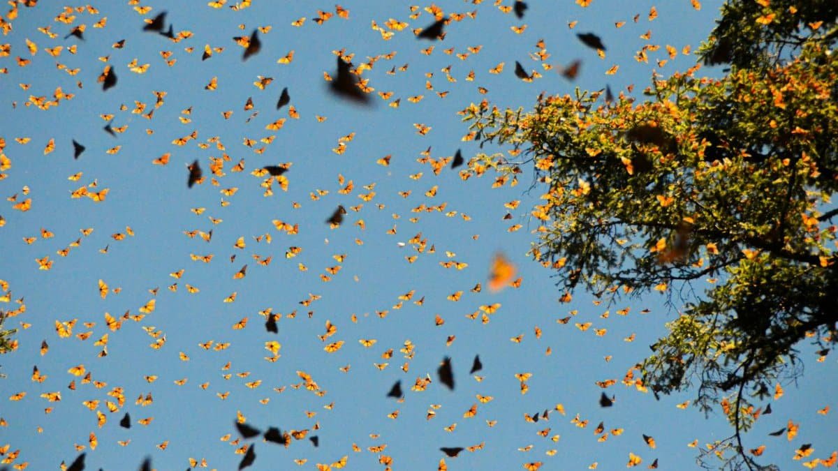 Thousands of Monarch butterflies fill the sky at El Rosario Sanctuary in Mexico, a stunning autumn spectacle.