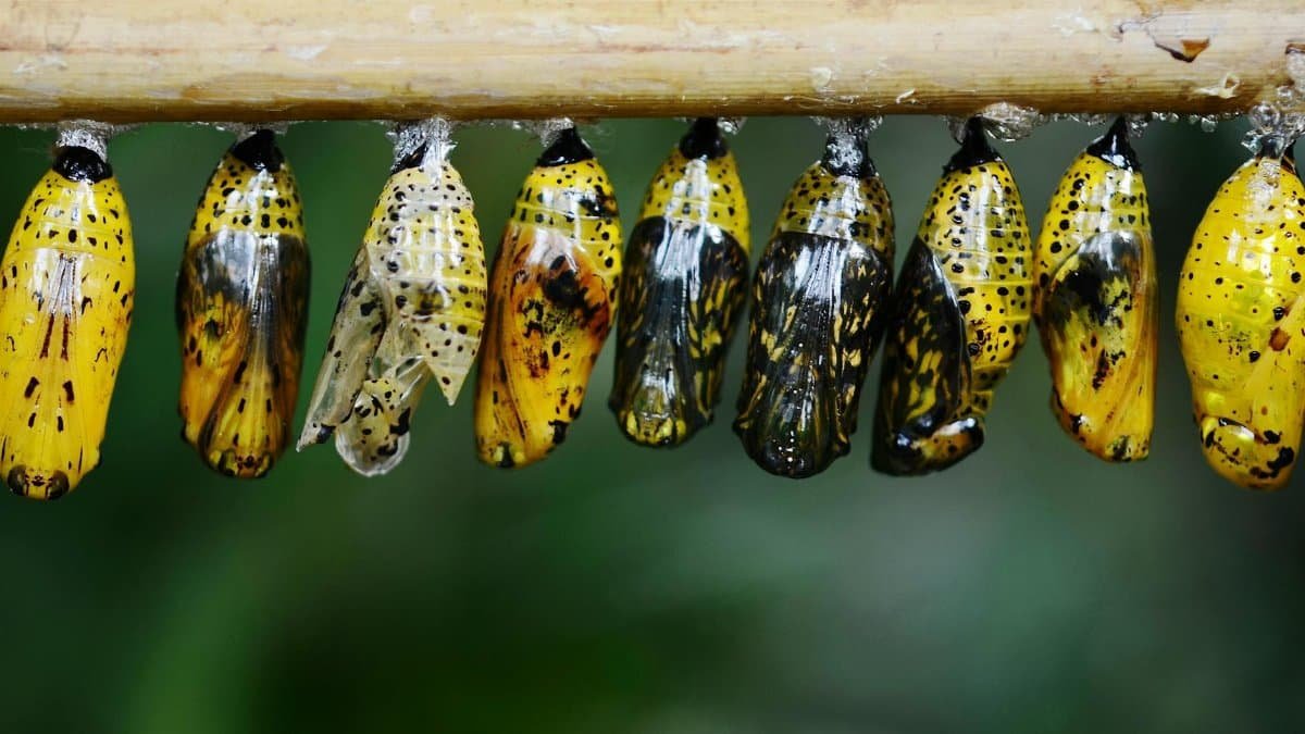Close-up of vibrant yellow Monarch butterfly cocoons hanging on a twig, showcasing metamorphosis.
