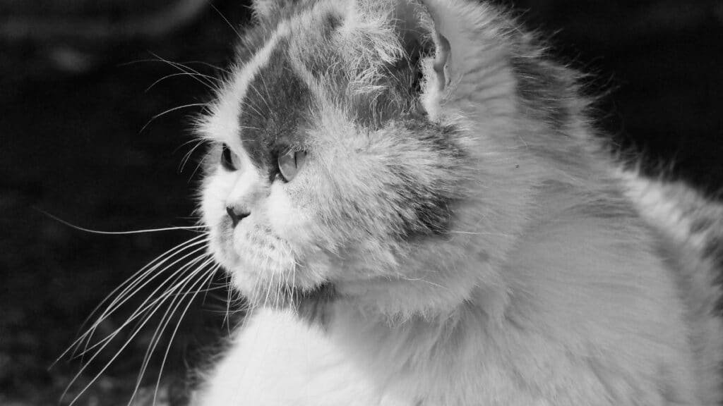 Side profile of a Persian cat in black and white, capturing its expression.