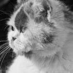 Side profile of a Persian cat in black and white, capturing its expression.