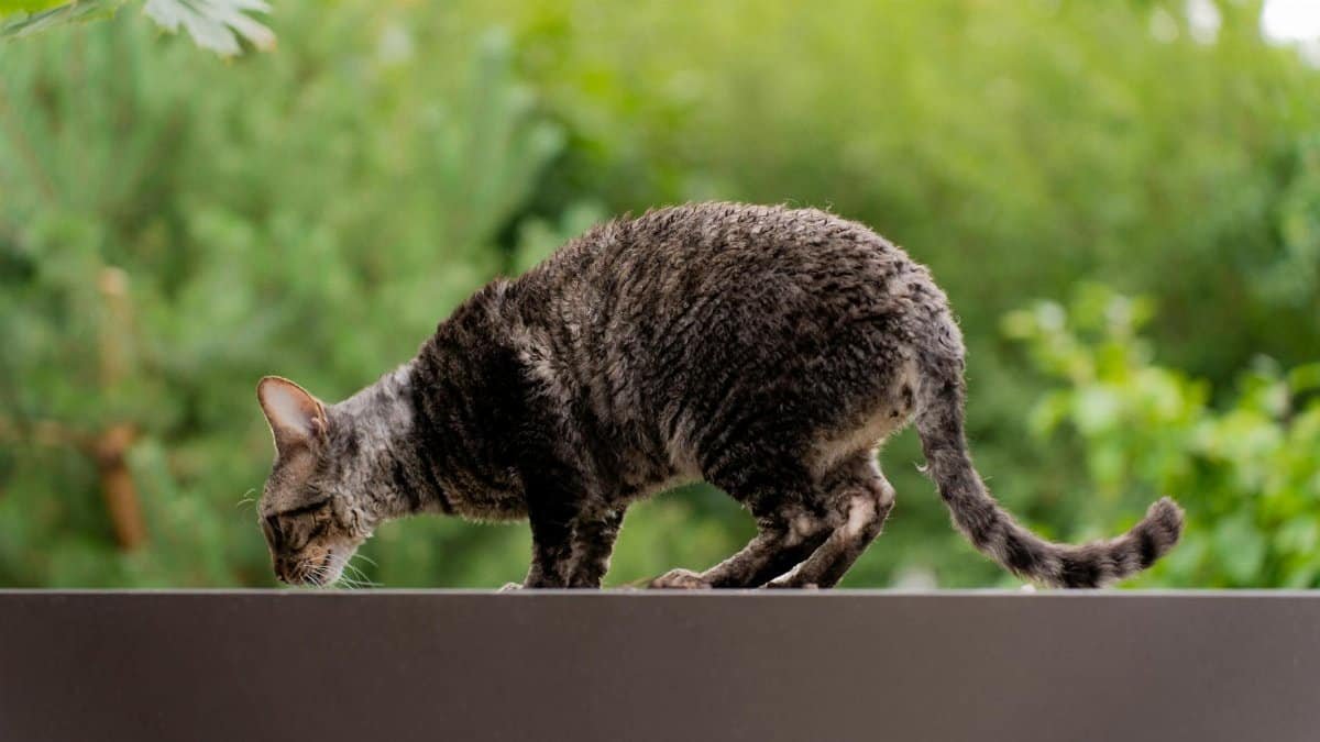A curious brown cat exploring and sniffing on an outdoor ledge surrounded by greenery.