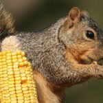 A squirrel feasting on corn in a backyard setting in Caldwell, Texas.