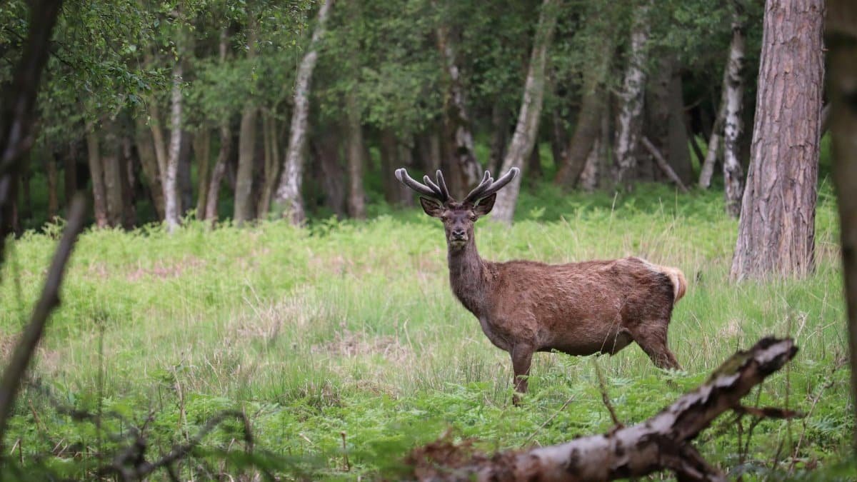 A deer with antlers stands alert in a tranquil forest clearing, surrounded by lush greenery.