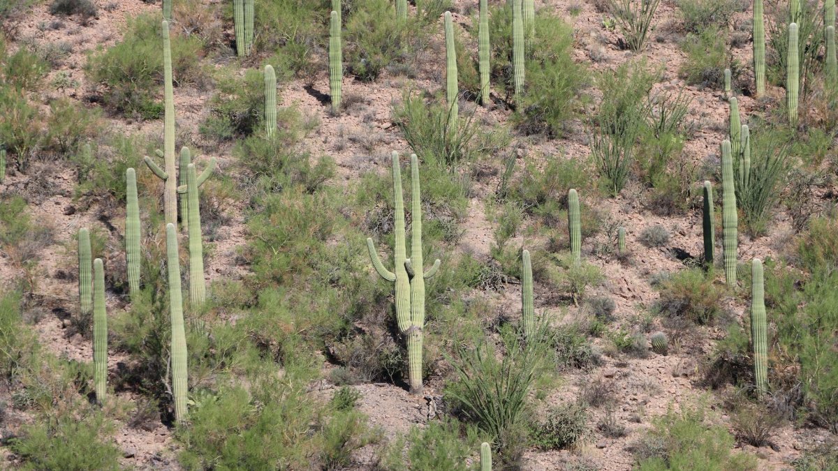 Explore the vast Sonoran Desert with iconic saguaro cacti under clear skies in Tucson, Arizona.