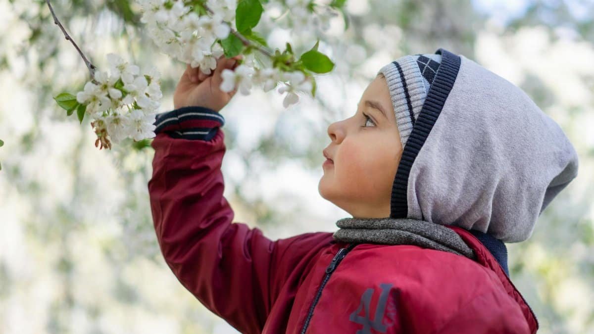 A young child in a red jacket explores white cherry blossoms in a spring garden.