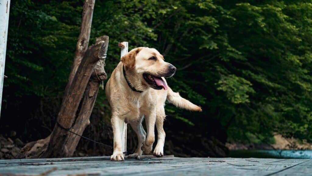 A happy Labrador Retriever dog walking on a wooden deck in a lush green outdoor setting.