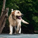 A happy Labrador Retriever dog walking on a wooden deck in a lush green outdoor setting.